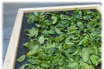 Einlegeboden1 24_verbenarium